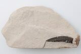 Plesiosaur (Libonectes?) Tooth - Asfla, Morocco #196701-1